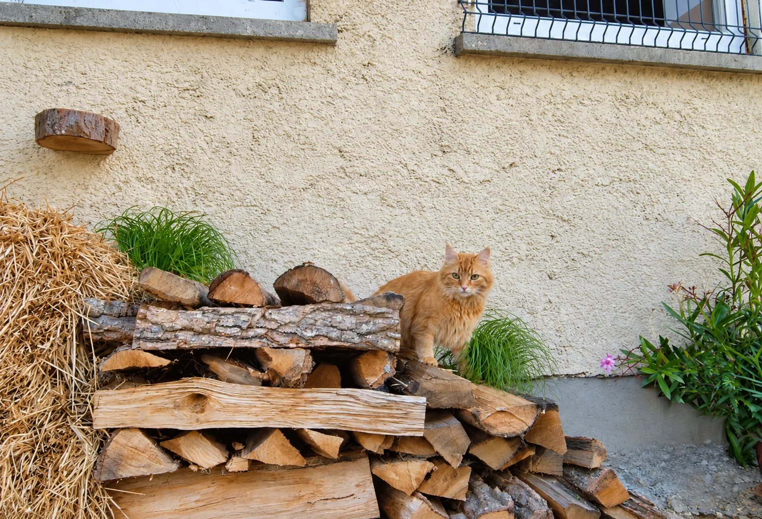 Katze auf dem Holzstapel neben Stroh
