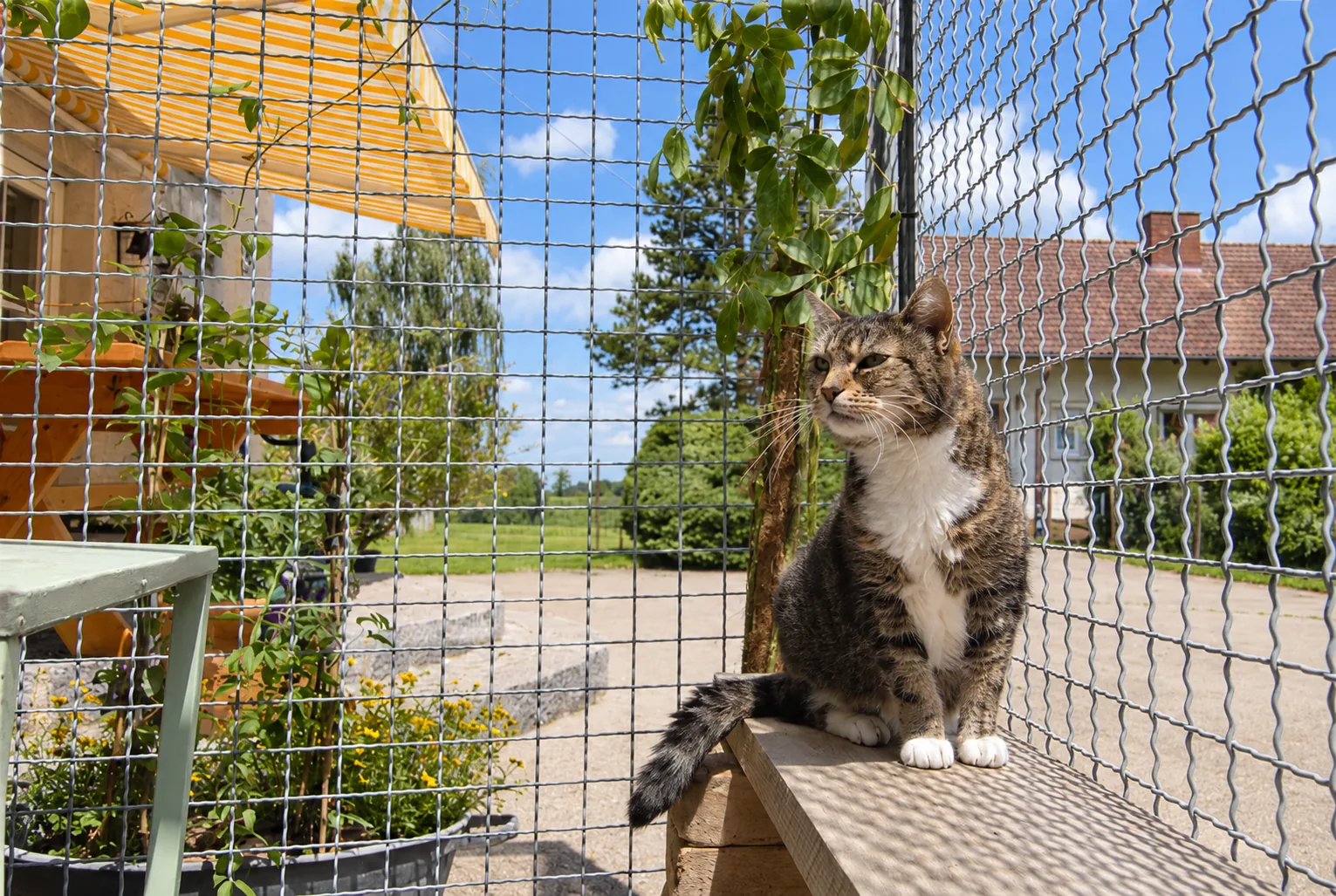 Katze auf der Sonnenbank im Freisitz