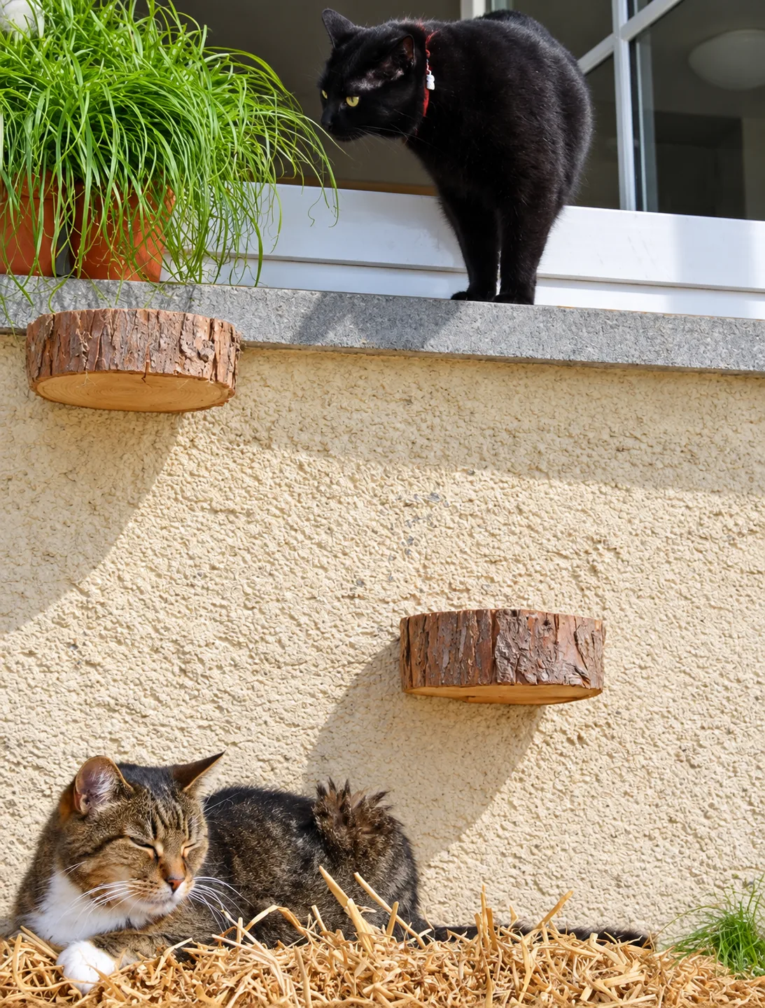 Pensionsgast: Katzen auf Strohballen und Fensterbank im Freisitz