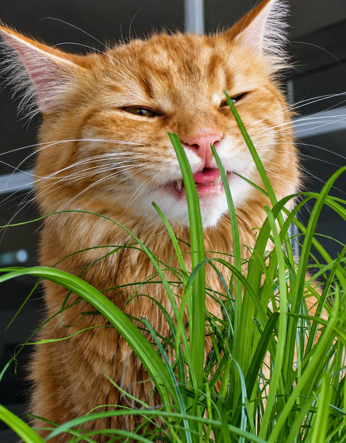 Pensionsgast: Rote Katze knabbert an Katzengras