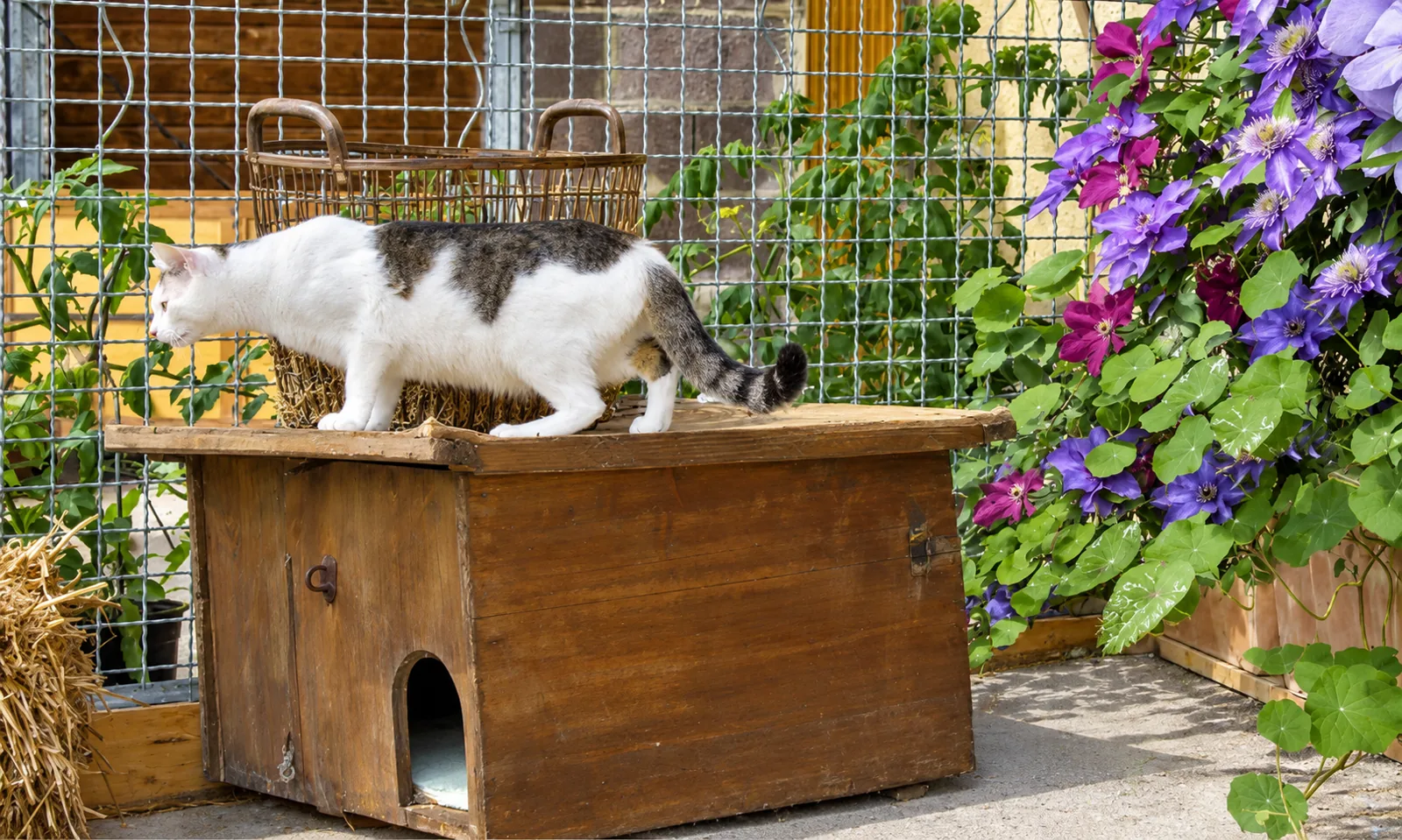 Pensionsgast: Katze erkundet eine Holzkiste vor Blumen