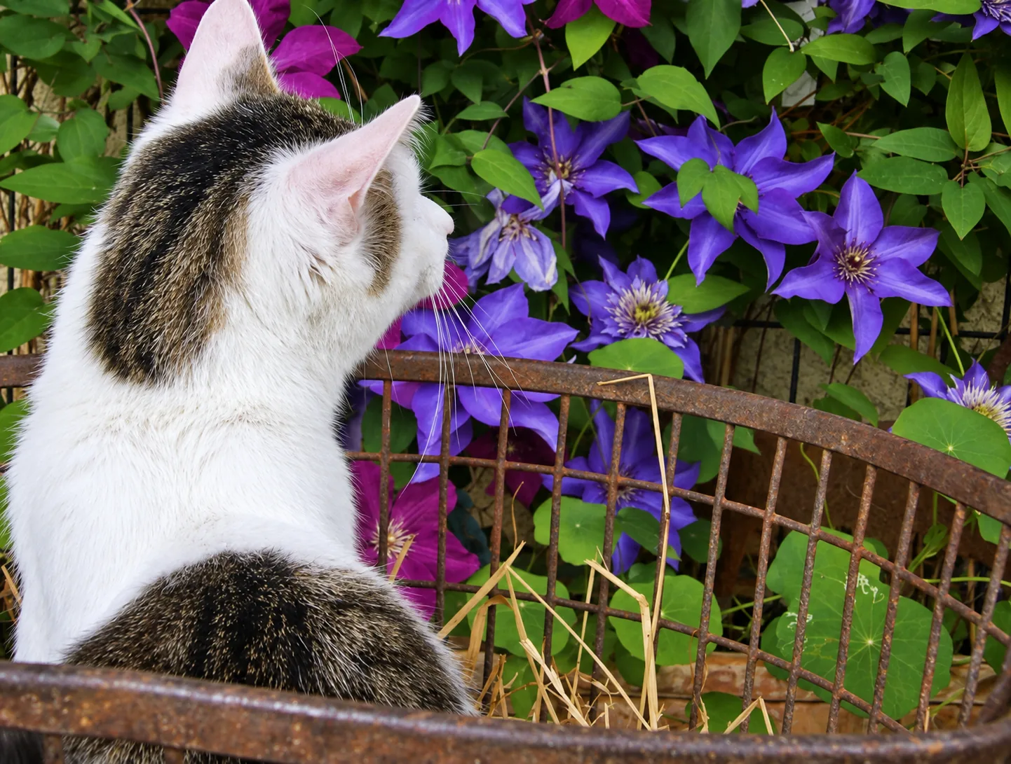Pensionsgast: Katze schnuppert an Clematis-Blüten