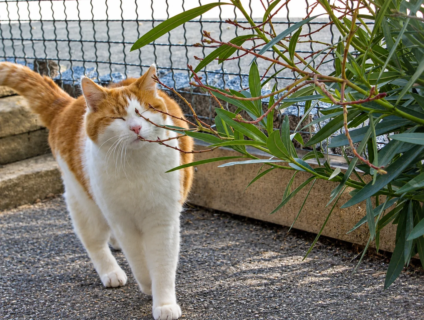 Pensionsgast: Katze streicht an Pflanzen entlang
