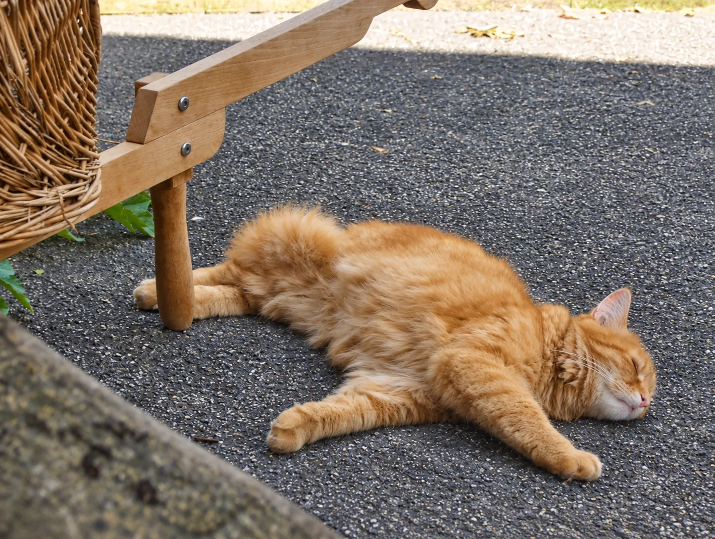 Pensionsgast: Rote Katze räkelt sich auf dem Boden