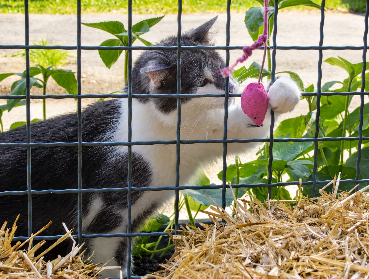 Pensionsgast: Katze spielt am Gitter mit einem Bällchen