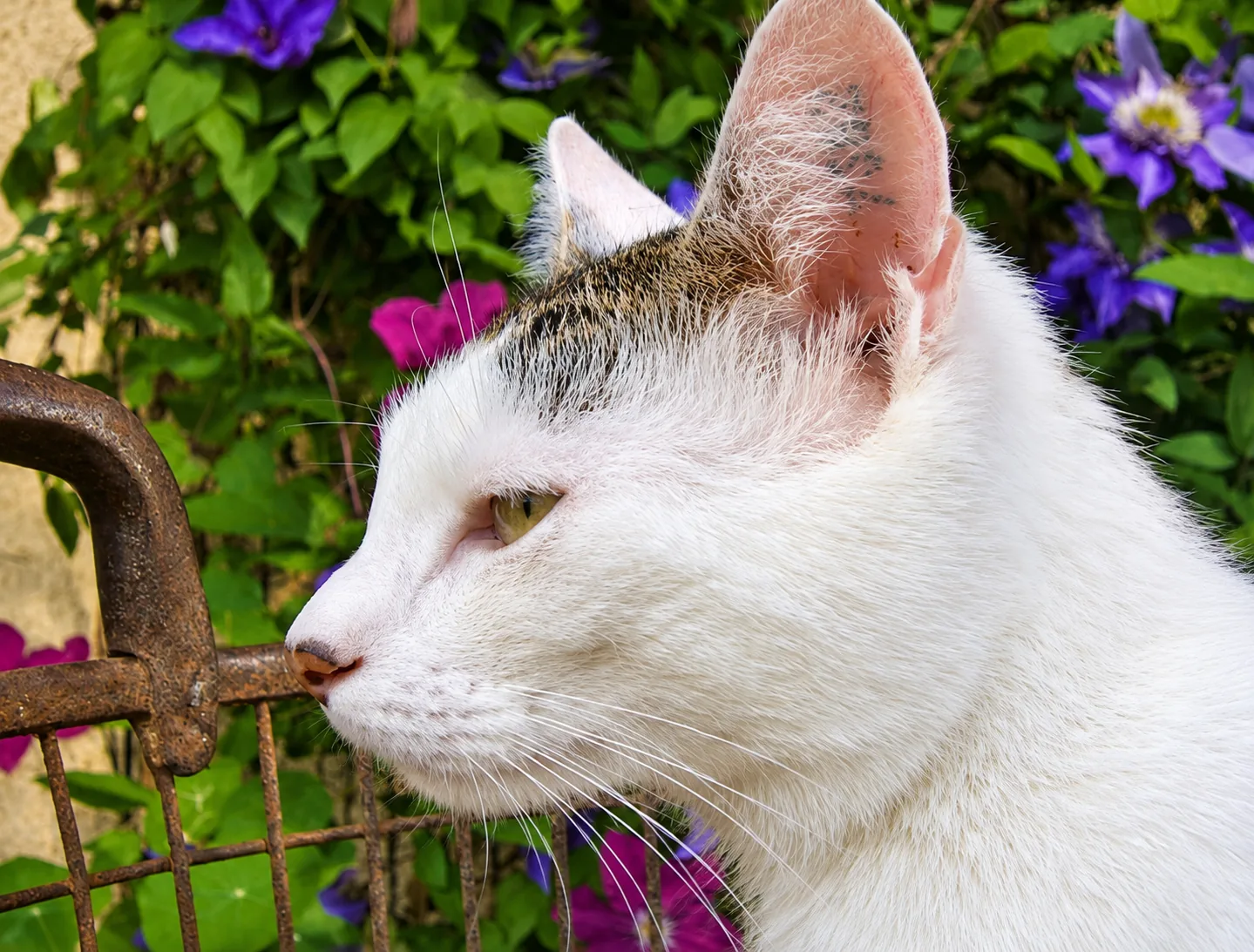 Pensionsgast: Weiße Katze mit geschlossenen Augen vor Blumen